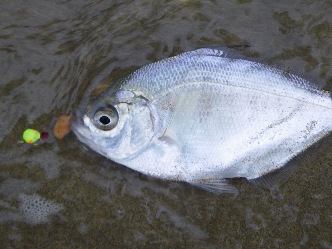 Closeup of a silver surfperch Hyperprosopon ellipticum in the swash, caught by hook and line.