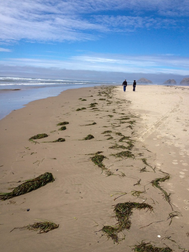 Drift line of eelgrass