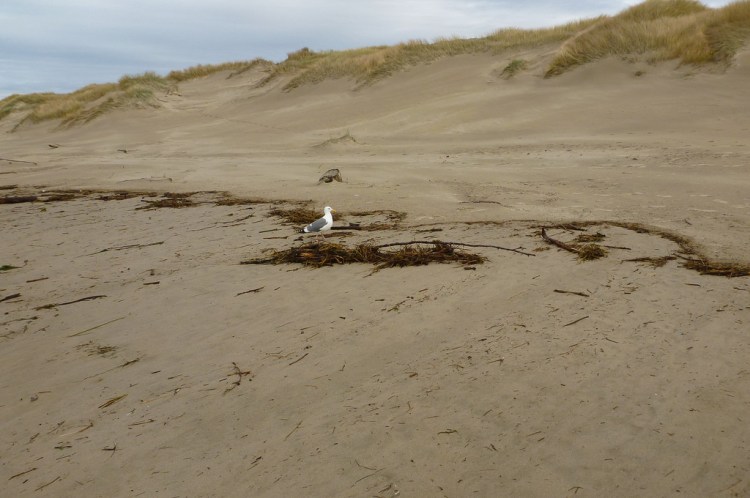 Drift line composed mostly of straw and small sticks