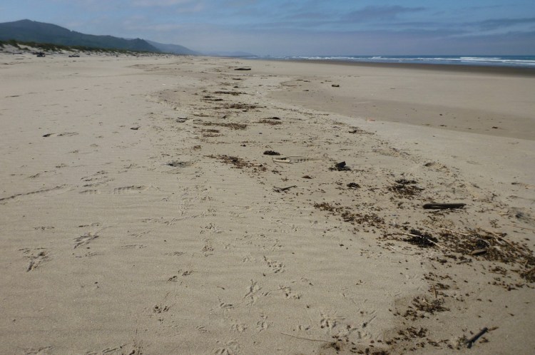 Drift line composed almost entirely of winged ants