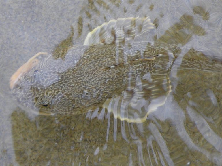 35933035124_7a6d3e3669_b