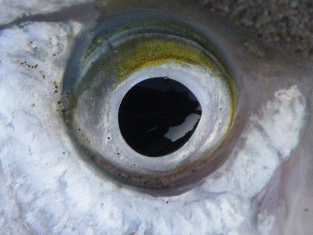 Closeup of the eye of a walleye surfperch Hyperprosopon argenteum.