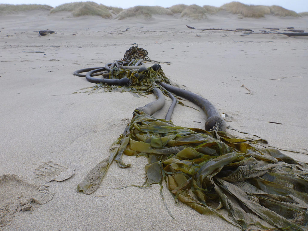 Big drift mass of Bull kelp, several steps with blades still present