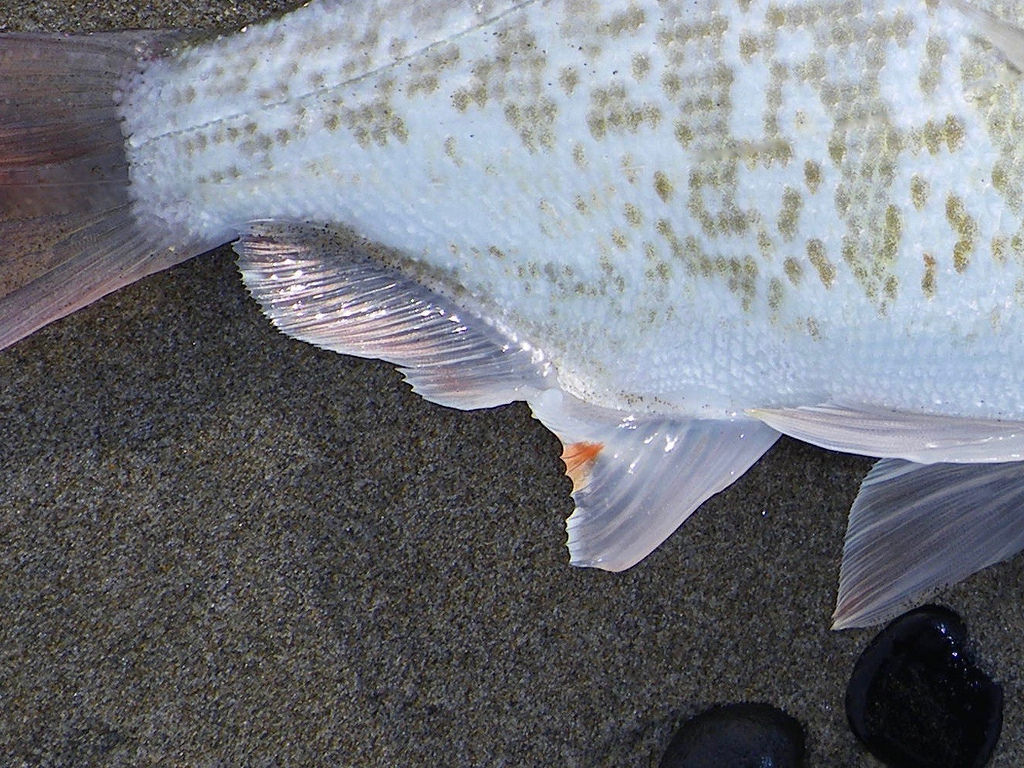 36632096852_1de0088712_b