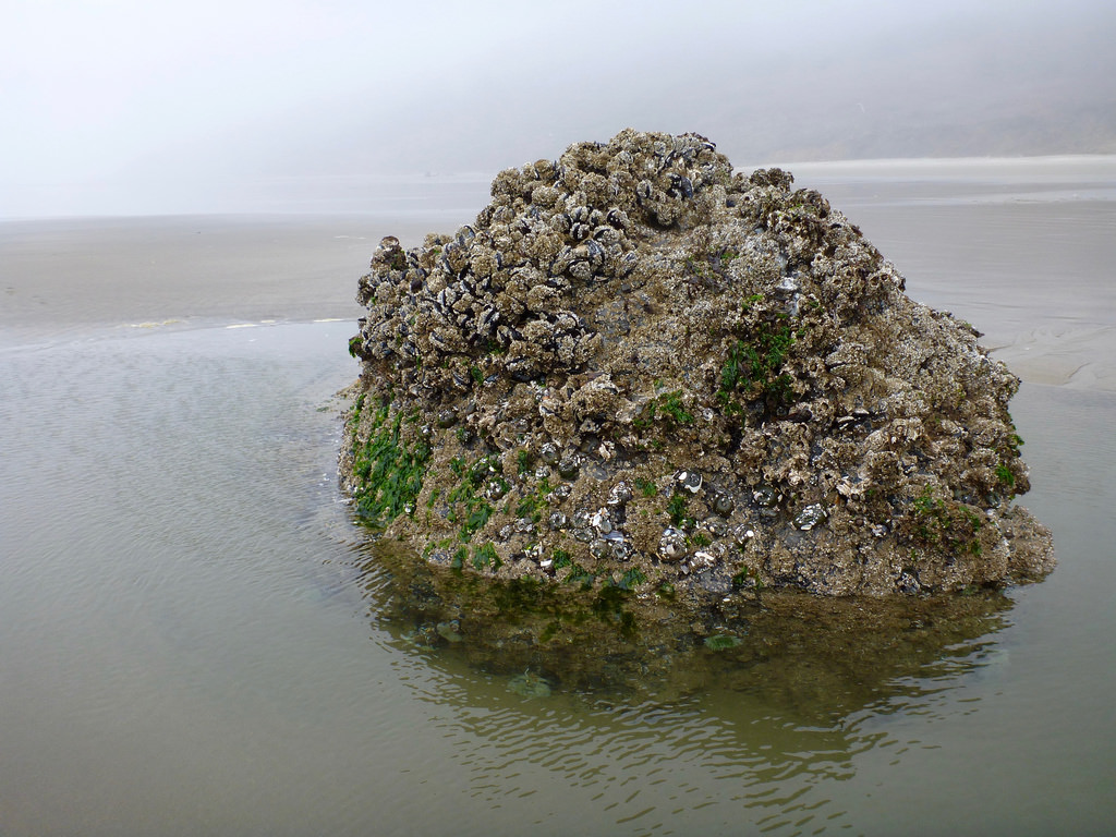 36795893866_c2ff5fba17_b