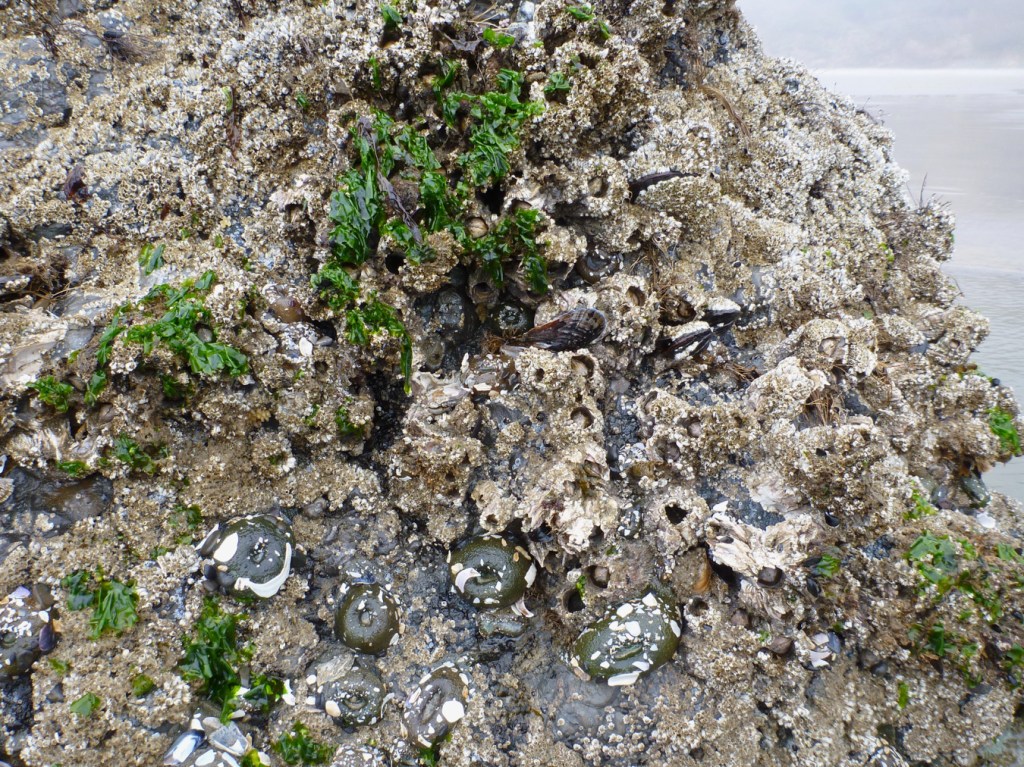 Intertidal rock exposed by low tide, covered with mussels, barnacles, anemones, and a few tufts of Ulva.