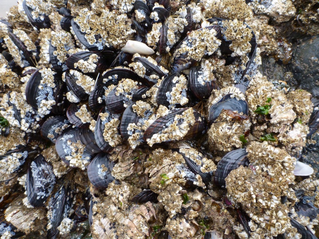 Closeup of California mussels Mytilus californianus and acorn barnacles Balanus glandula on an intertidal rock 