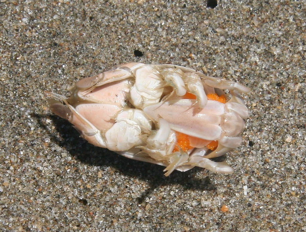 Female flipped over on the sand to reveal bright orange fresh eggs, mostly covered by the telson