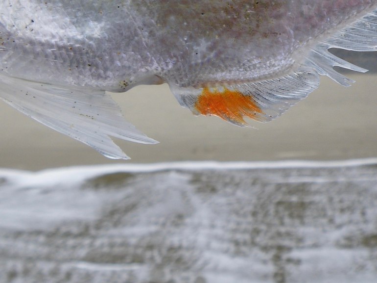 36874373421_5d653e5905_b