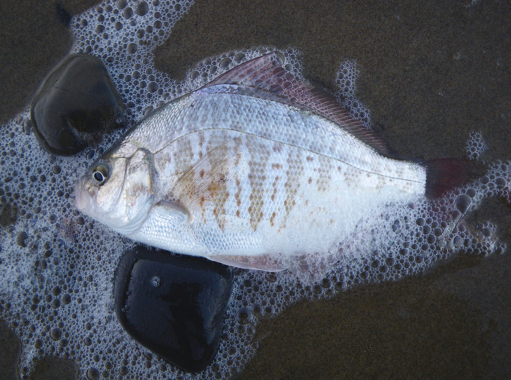 36893430901_866dd69067_b