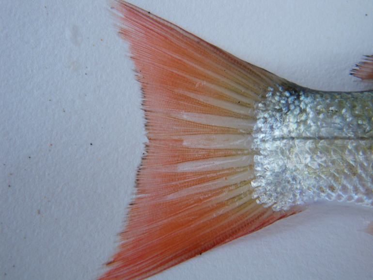 Caudal fin of a dead retail