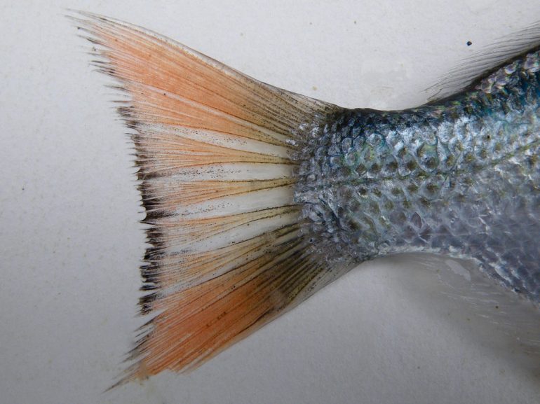 caudal fin of a dead silver on white paper. The fin is redder than in life