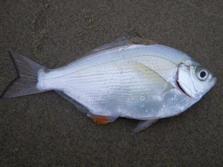 A freshly caught silver on the sand