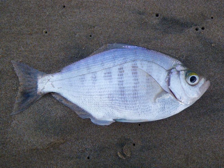 A freshly caught walleye on the sand