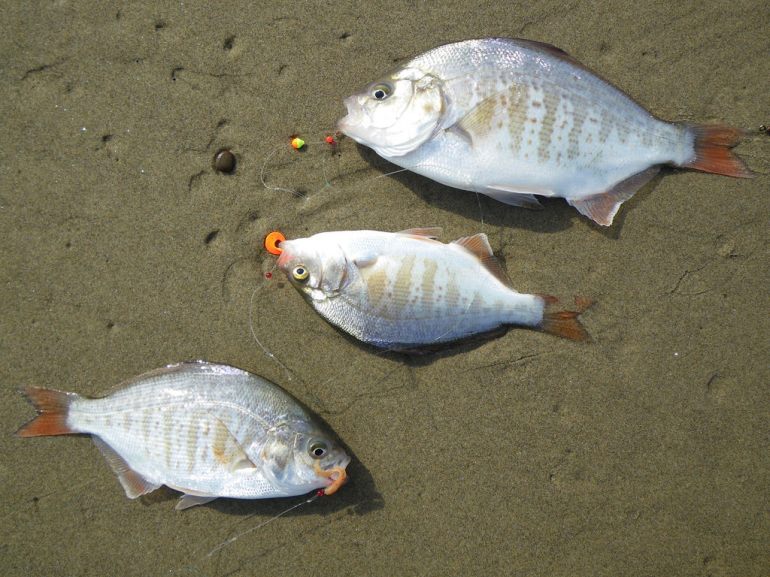 Three female redtails on the beach, freshly hauled onto the sand
