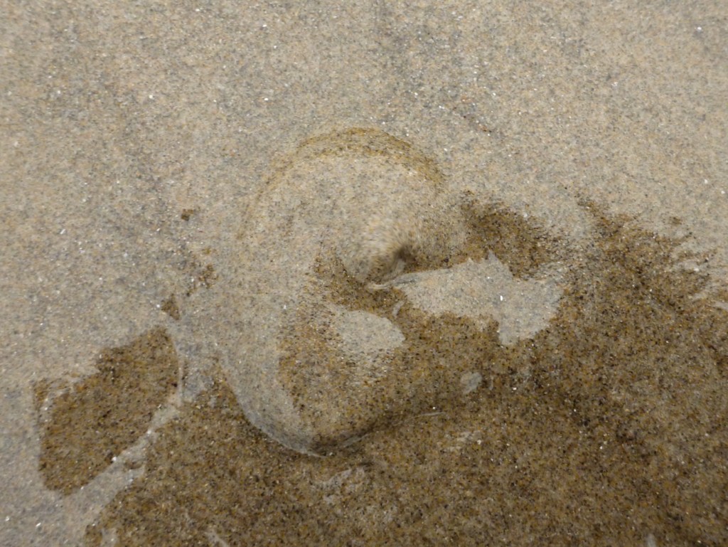 Closeup of show from a freshly burrowed Pacific mole crab Emerita analoga.