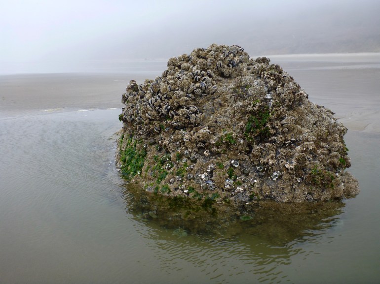 A rock covered with mussels and barnacles emerges from a sand-filled pool on a beach at low tide. Beach and coastal bluff in the background are barely visible through the fog/haze.