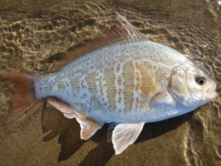 Closeup of a redtail surfperch Amphistichus rhodoterus in the swash after release.