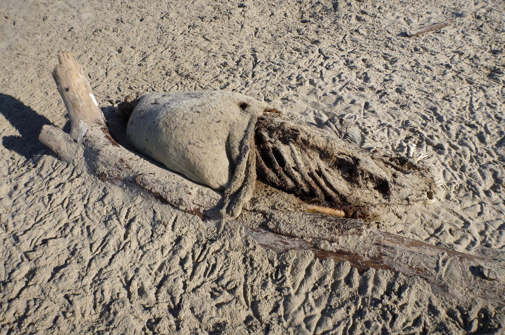 35841638174_f7cf8c3d58_b