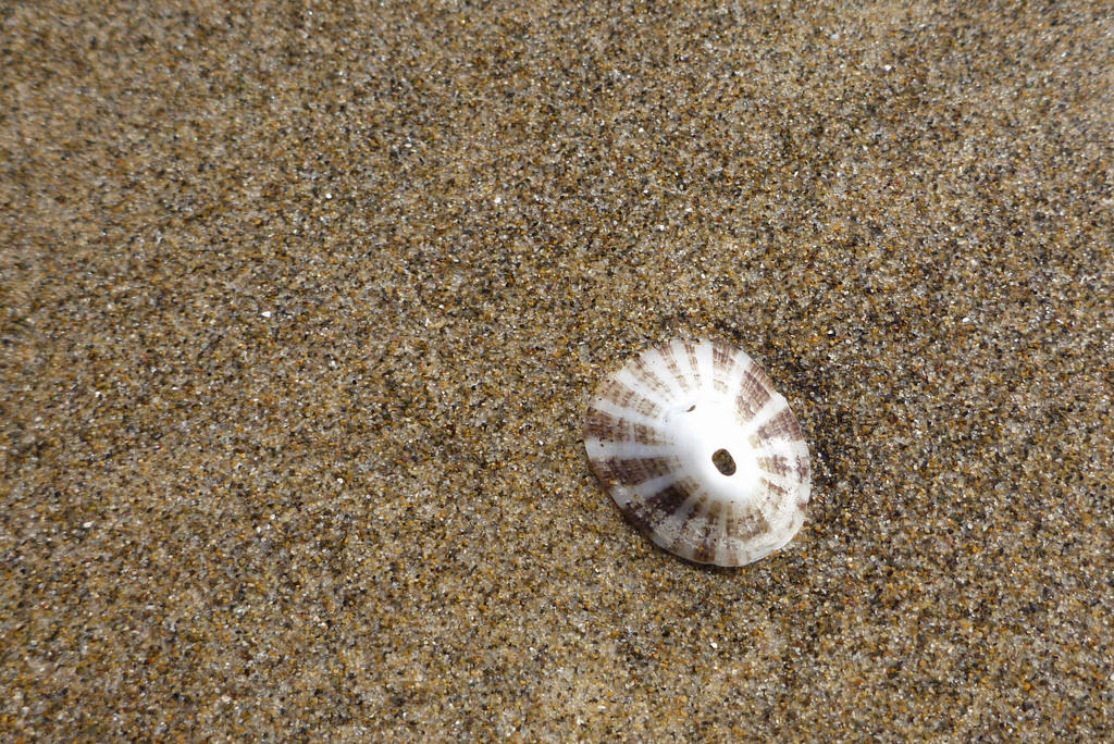 36277810190_edd647fab5_b