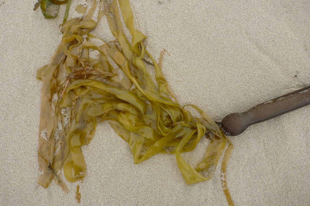 Drift stipe with fresh blades on sand