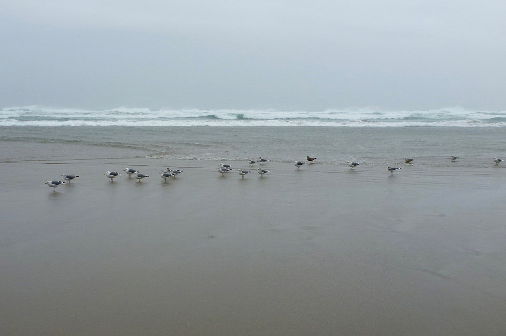 18 gulls hunkering down in the swash
