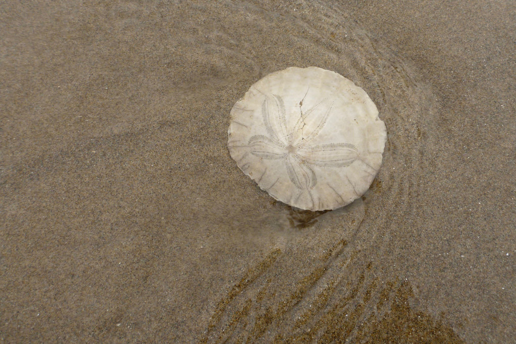 36672438005_254a6d197e_b