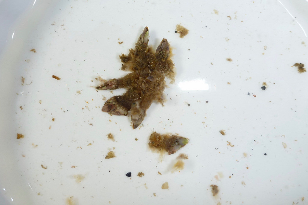 Stomach contents in water, a bowl