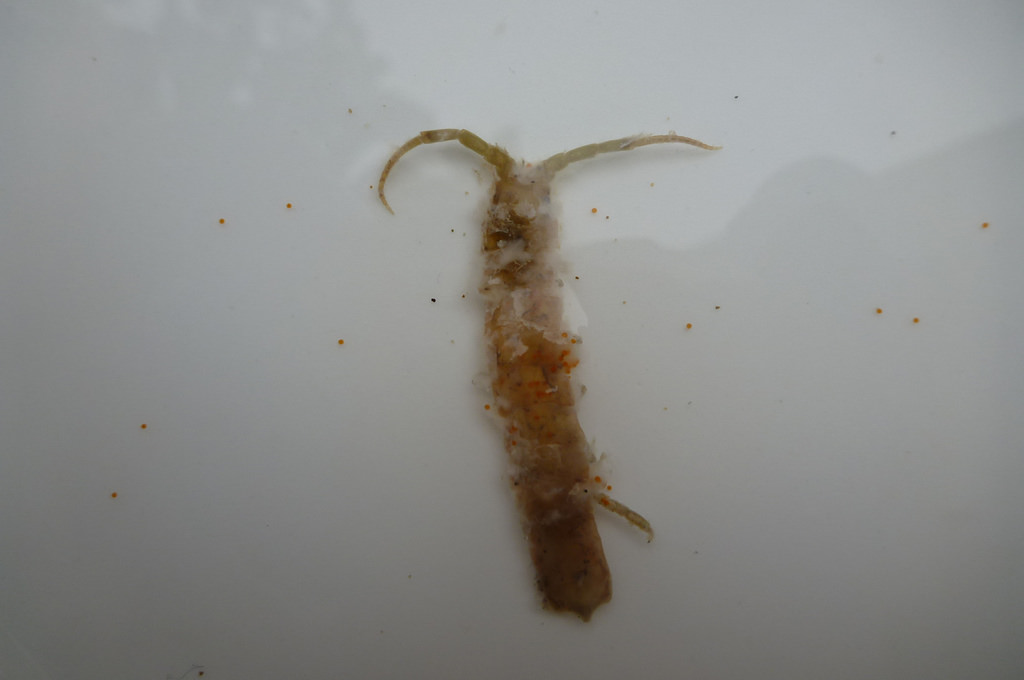 37801763442_eecbfdf6a3_b