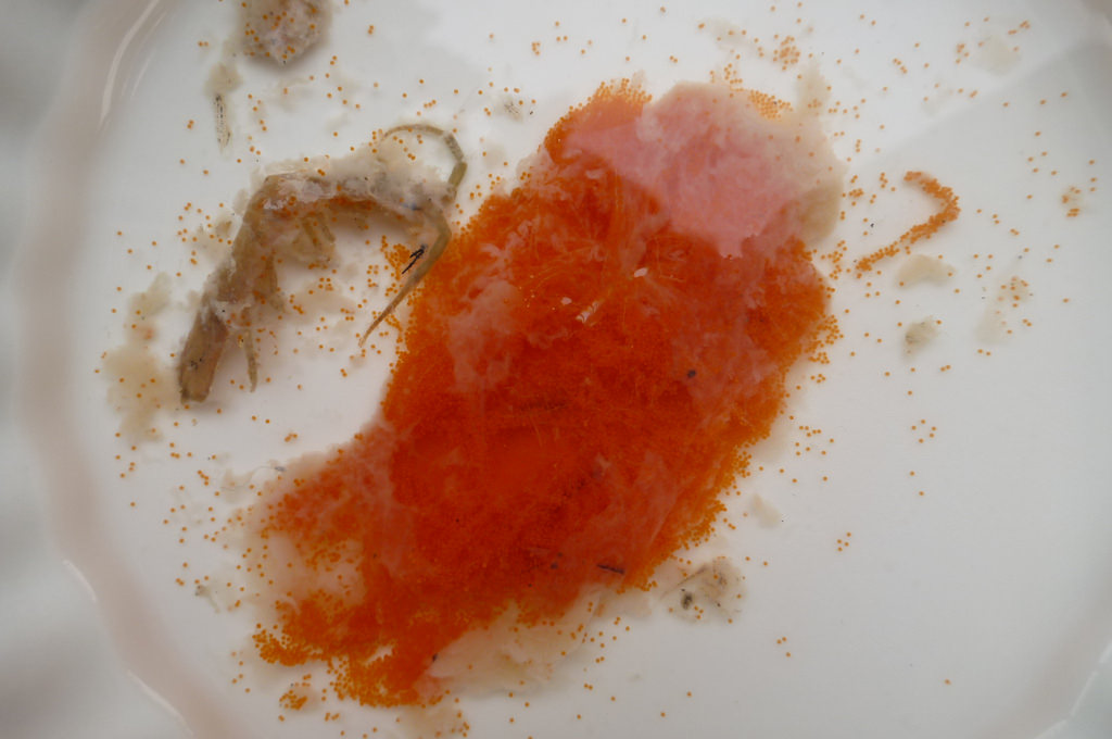 Bright orange glob of tiny crustacean eggs