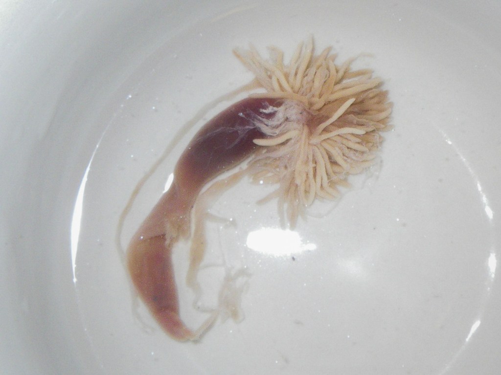 A surfperch food item, taken from stomach contents, floating in a shallow bowl. Probably a portion of the stomach of another fish.