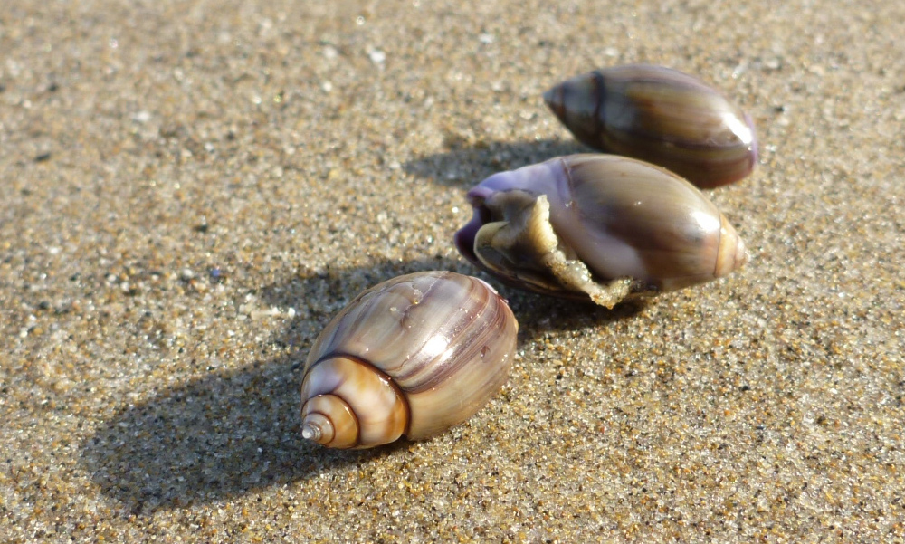 The purple olive, Callianax biplicata