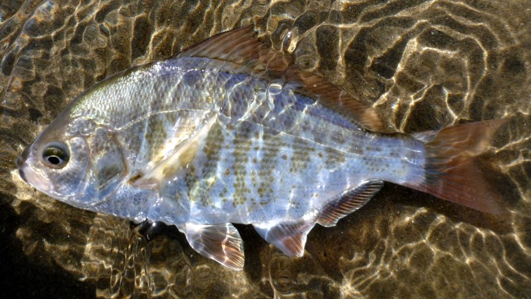 Male redtail surfperch