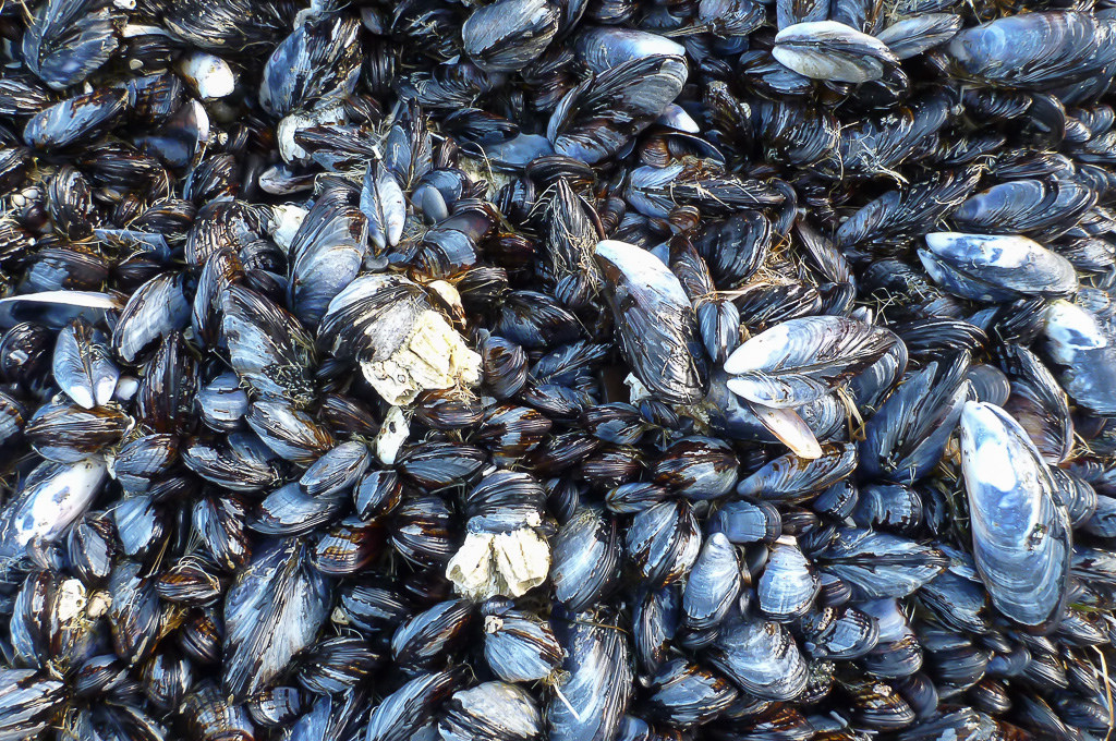 41885853054_4102ebb3f7_b