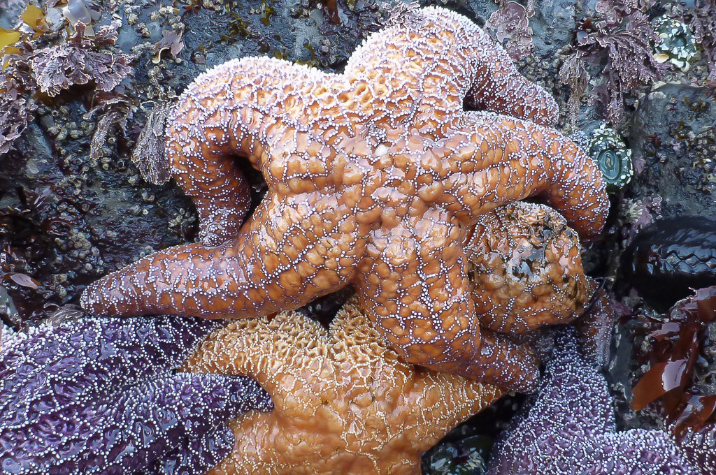 41886484644_a777467824_b