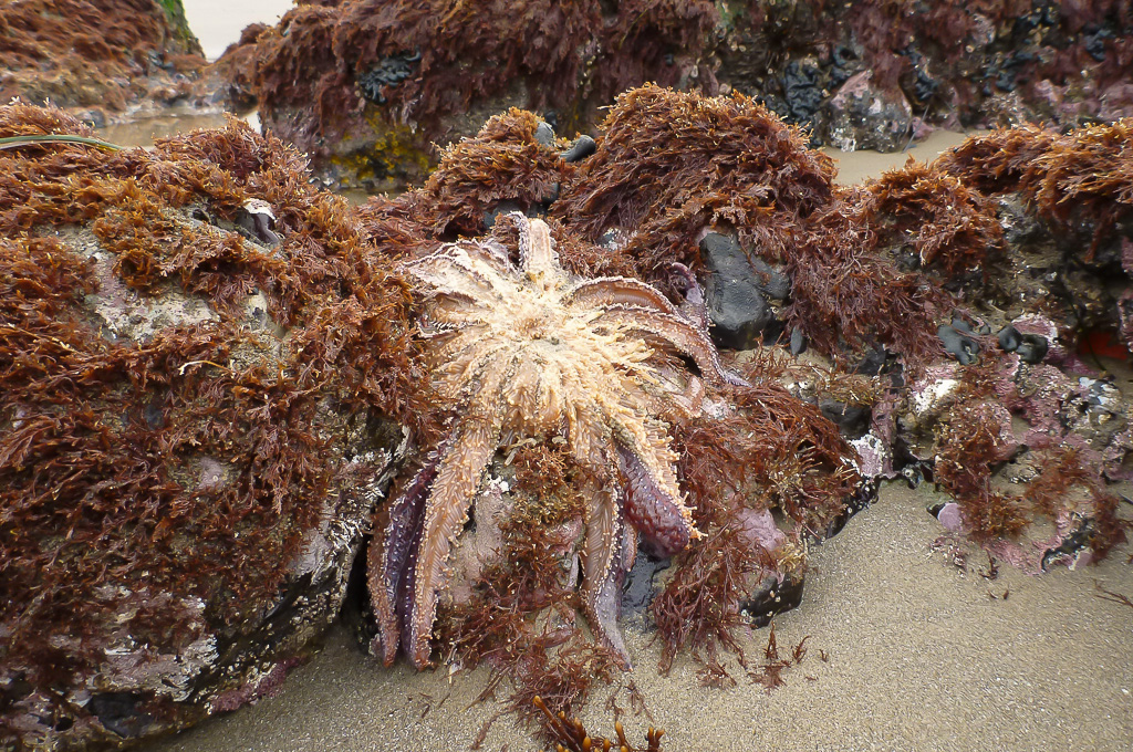 Flipped over on a rock