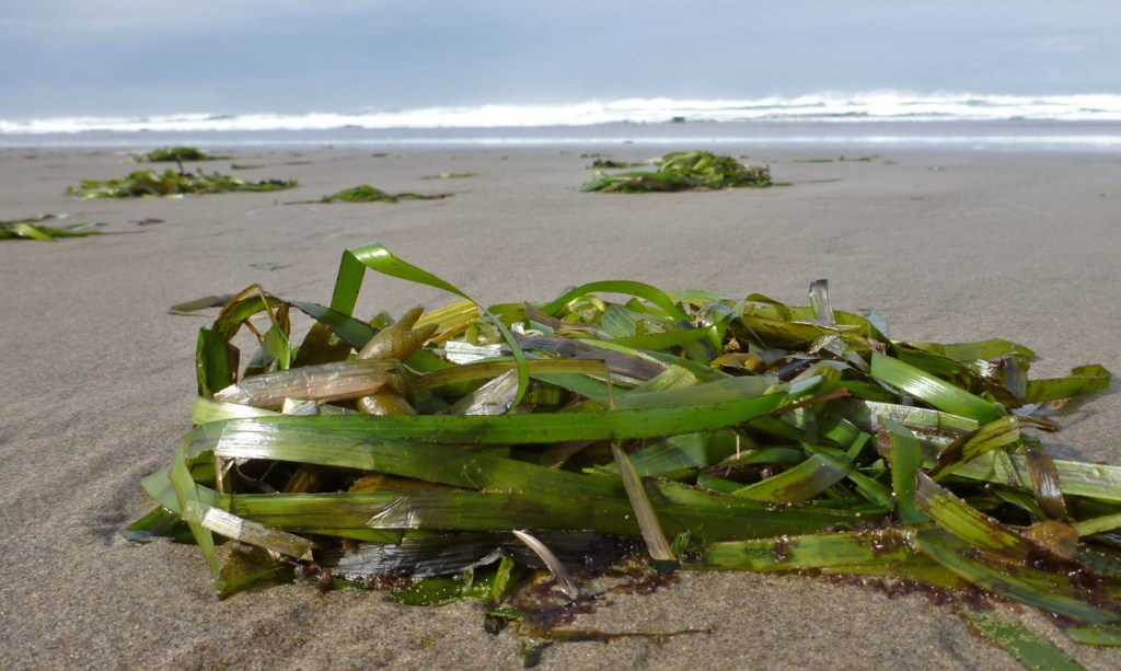 A drift eelgrass clump in the foreground; more clumps and eventually, the surf zone in the background