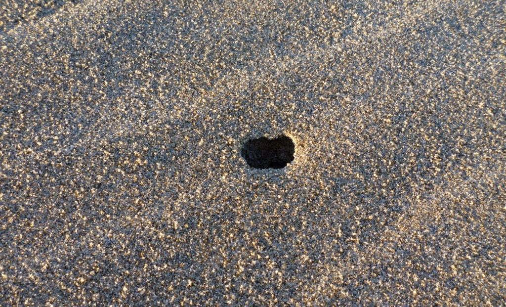 megalorchestiashow_edited-1