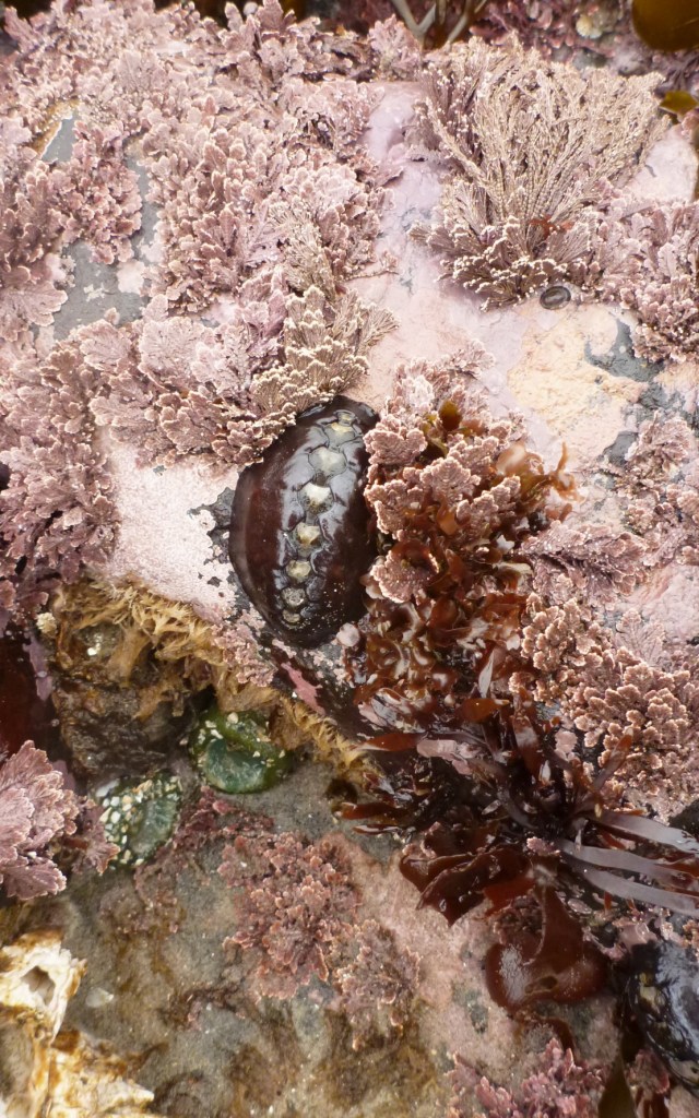 Black leather chiton, Katharina tunicata