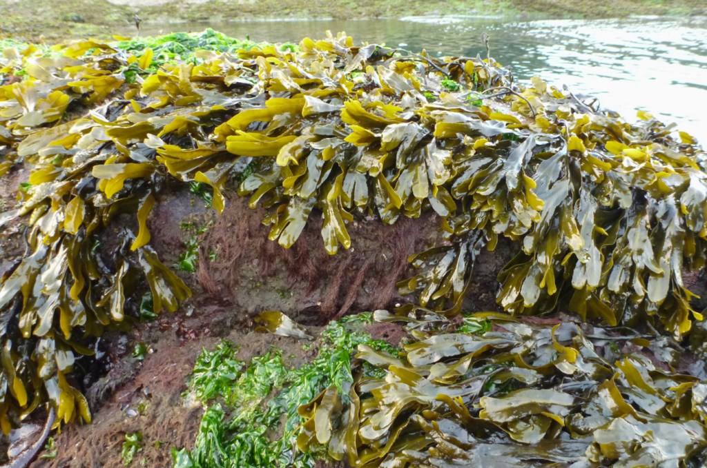 Lush growth of Fucus exposed at low tide.