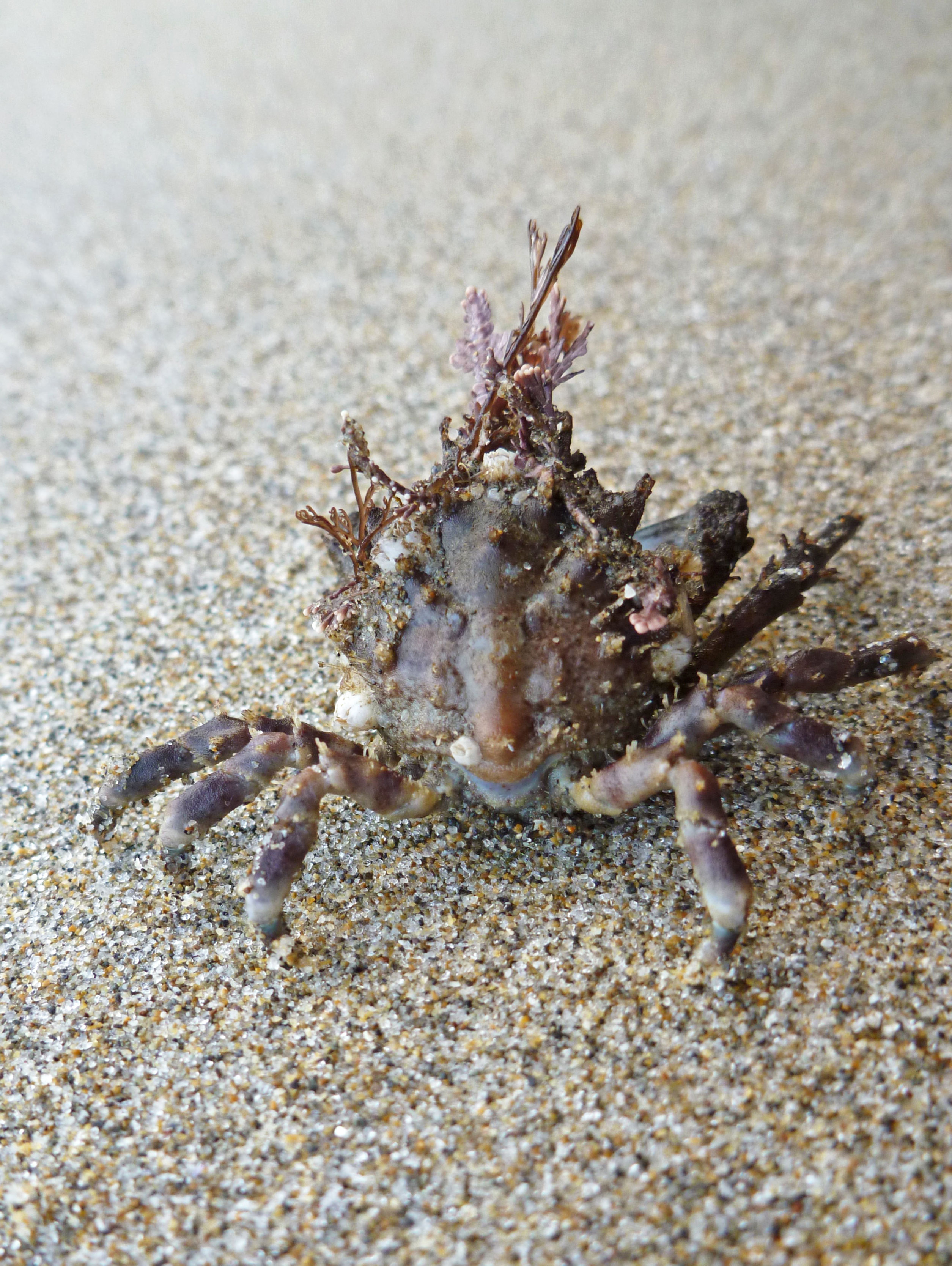 Graceful or slender kelp crab, Pugettia gacilis