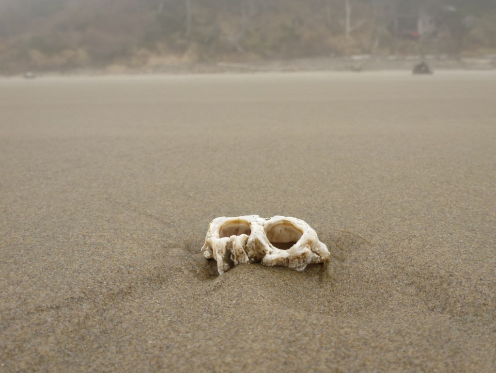 Two large worn drifted thatched barnacles Semibalanus cariosus rest seemingly alone on an expanse of sandy beach. Maritime forest in the background.