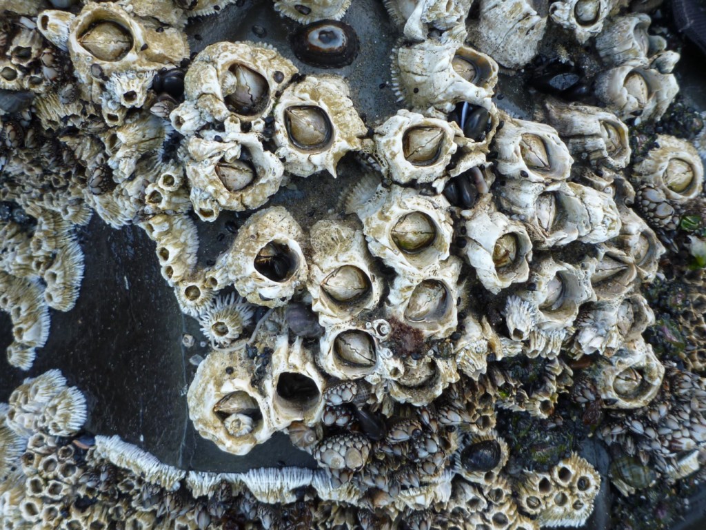 An older (apparently) stand of thatched barnacles Semibalanus cariosus. Their wall plates are smoothed by erosion. Younger barnacles with less erosion and thus stronger ribbing appear around the edges of the older stand.
