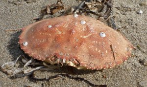 Among other sea wrack on drying sand