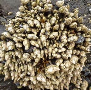 A round patch of barnacles with a few mussels peeking out.