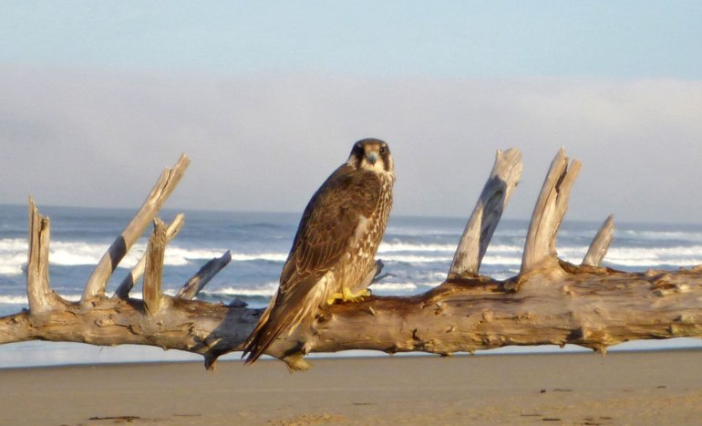 Young peregrine falcon
