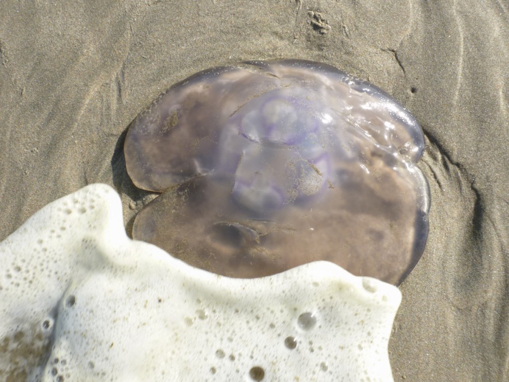 Closeup of a beached moon jelly Aurelia labiata resting in the swash.