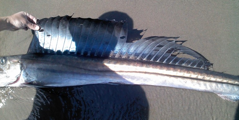 Longnose lancetfish, Alepisaurus ferox