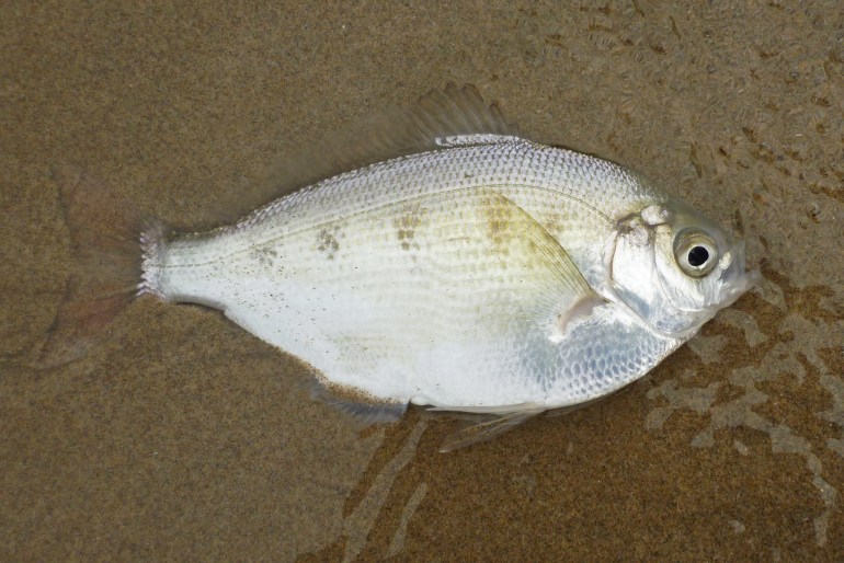 Silver surfperch, Hyperprosopn ellipticum