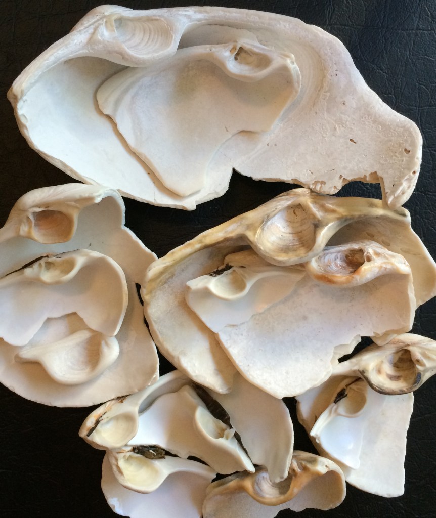 Fat gaper chondropores